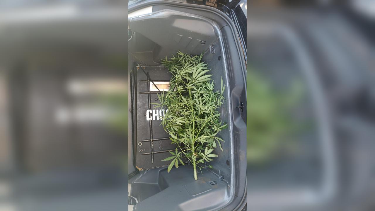 Choque encontra pé de maconha no quintal e mulher confessa ser usuária