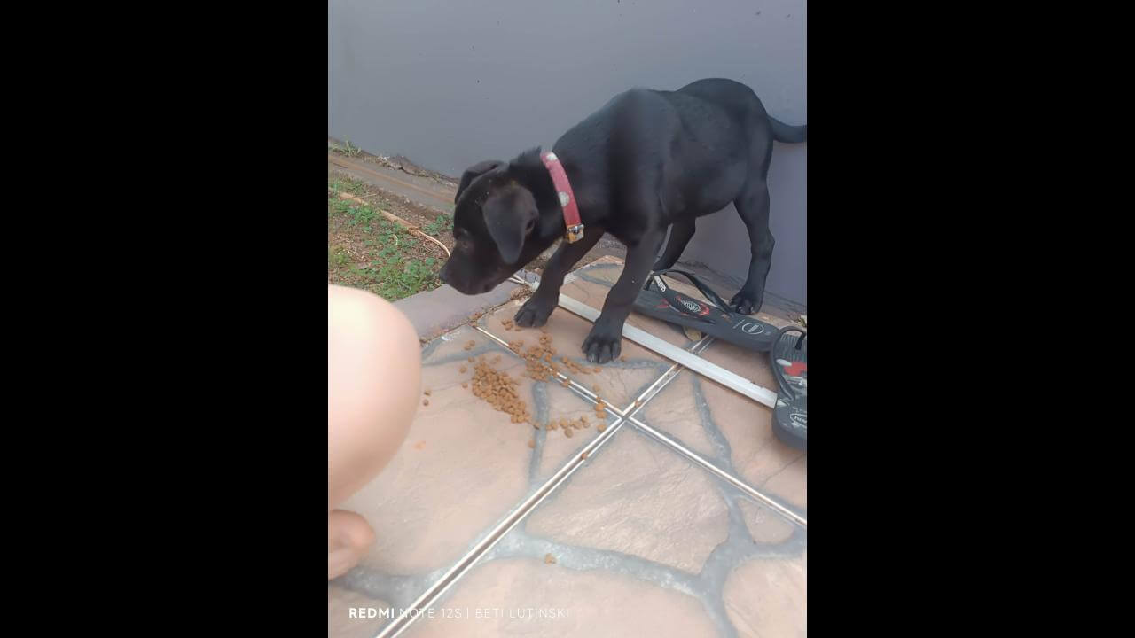 Cachorra é encontrada no bairro Santa Cruz Cachorra é encontrada no bairro Santa Cruz