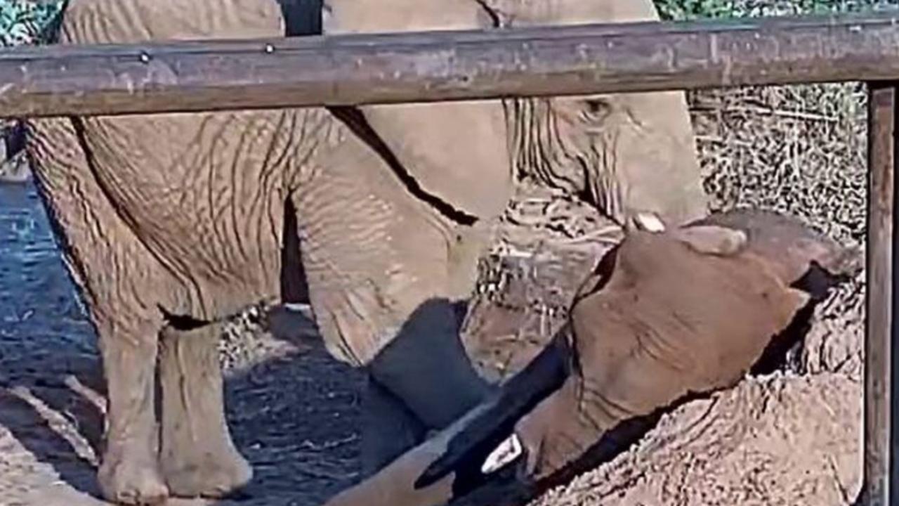 Morre a elefanta ‘Pupy’ em santuário na Chapada dos Guimarães