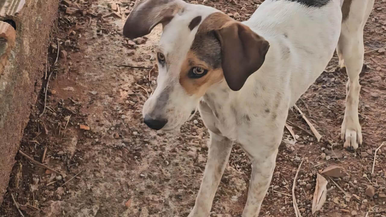 Cachorra Cida desapareceu no bairro Centro Cachorra Cida desapareceu no bairro Centro