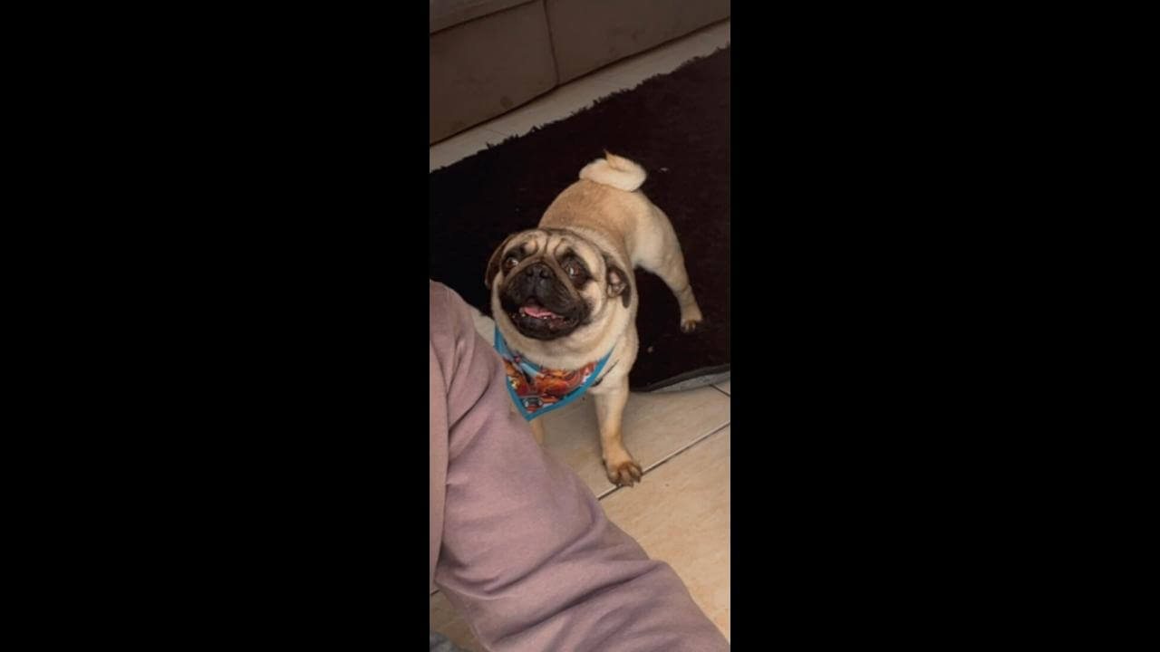 Cachorro Bart desapareceu no bairro Itália Cachorro Bart desapareceu no bairro Itália