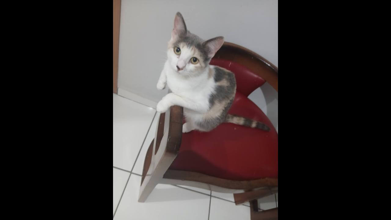 Gata Luisa desapareceu no bairro Clarito Gata Luisa desapareceu no bairro Clarito