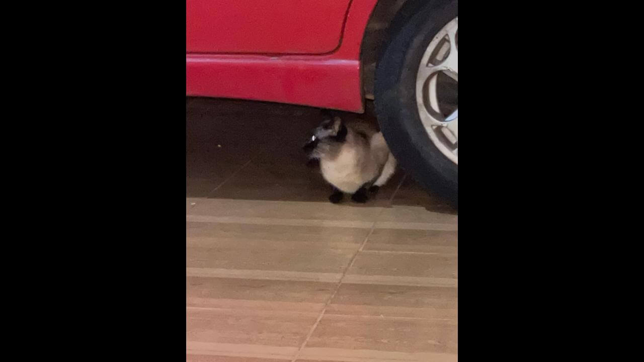 Gato é encontrado no bairro Guarujá Gato é encontrado no bairro Guarujá