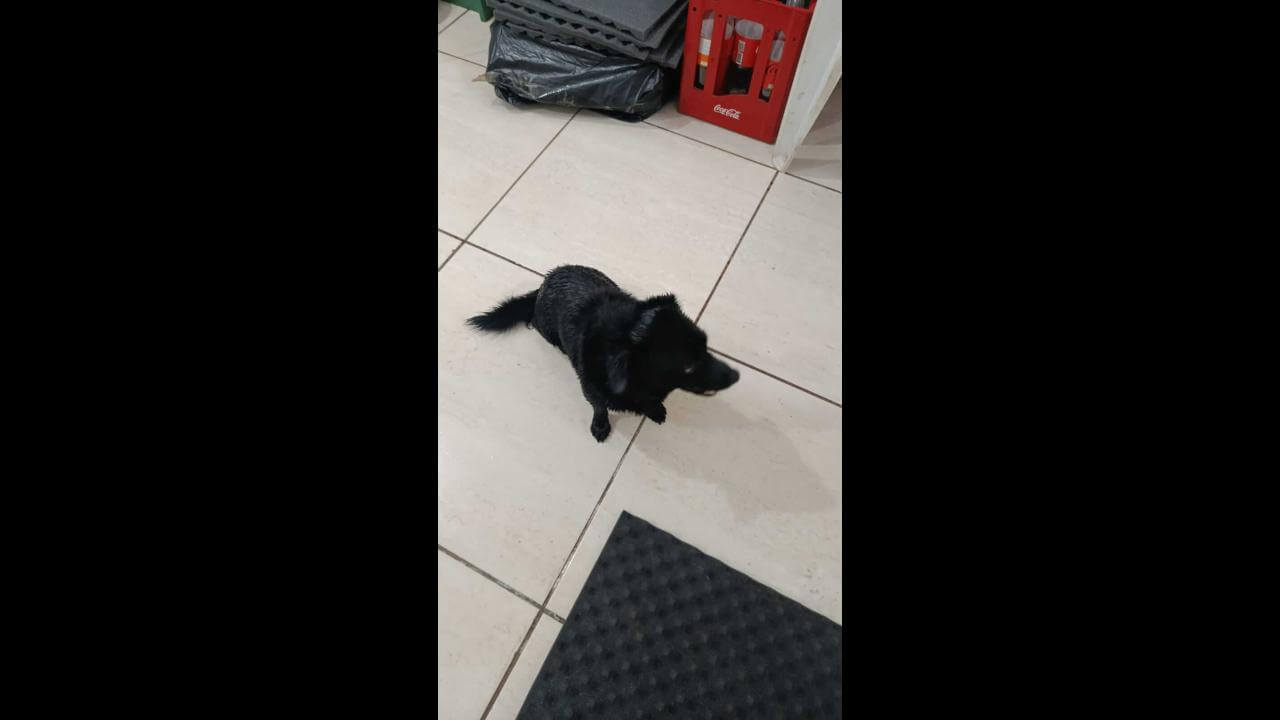 Cachorro é encontrado no bairro Periolo