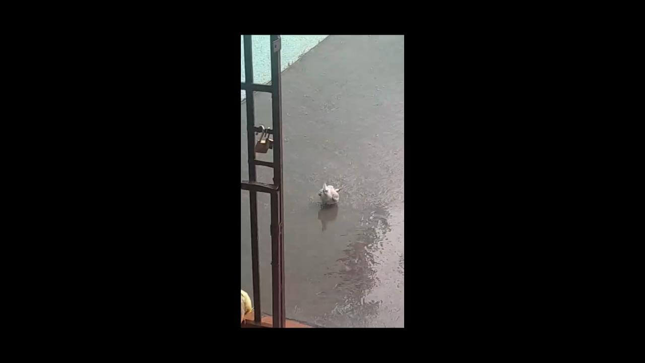 Calopsita Didi desapareceu no bairro Itália