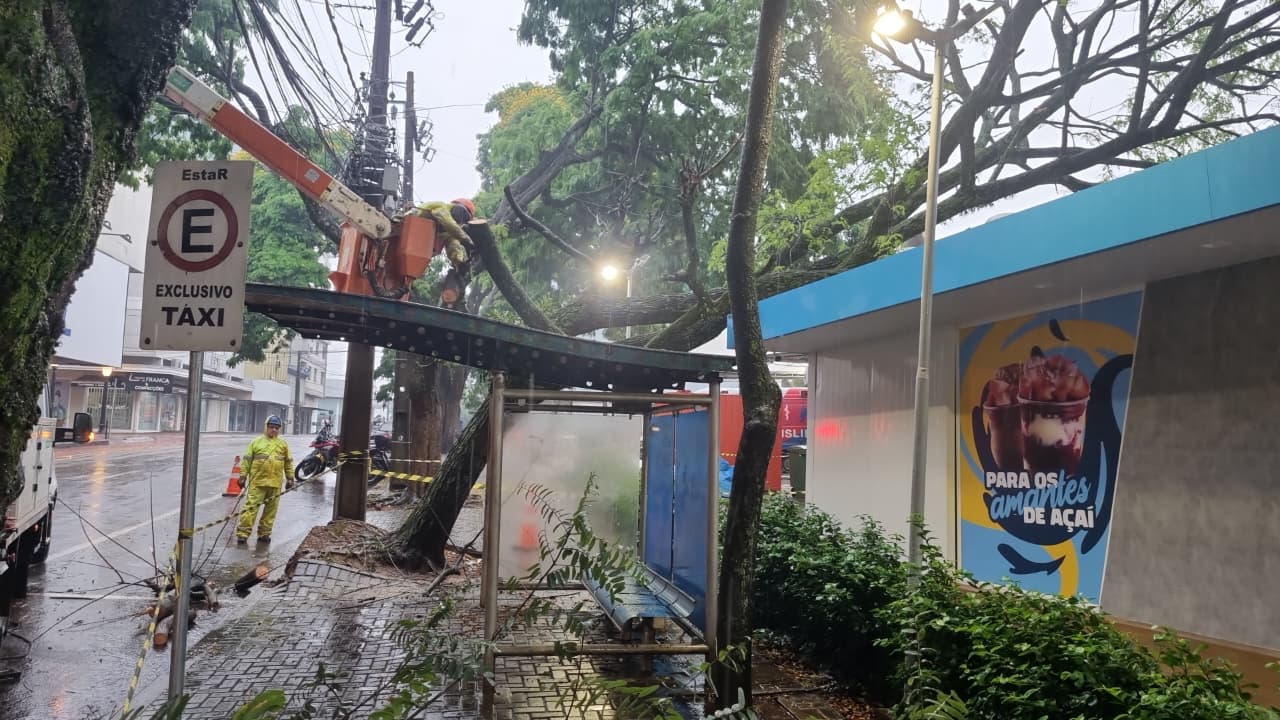 Árvore cai e atinge sorveteria no Calçadão da Catedral em Cascavel