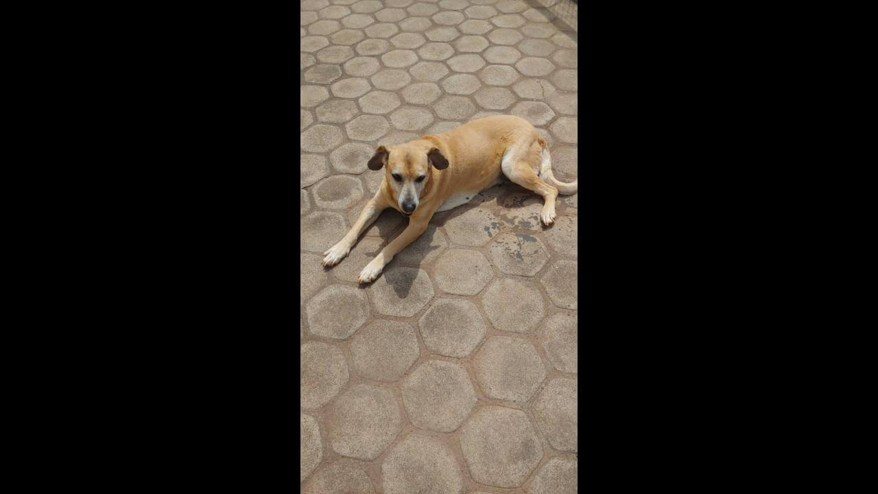 Cachorra Treva desapareceu no bairro São Cristóvão