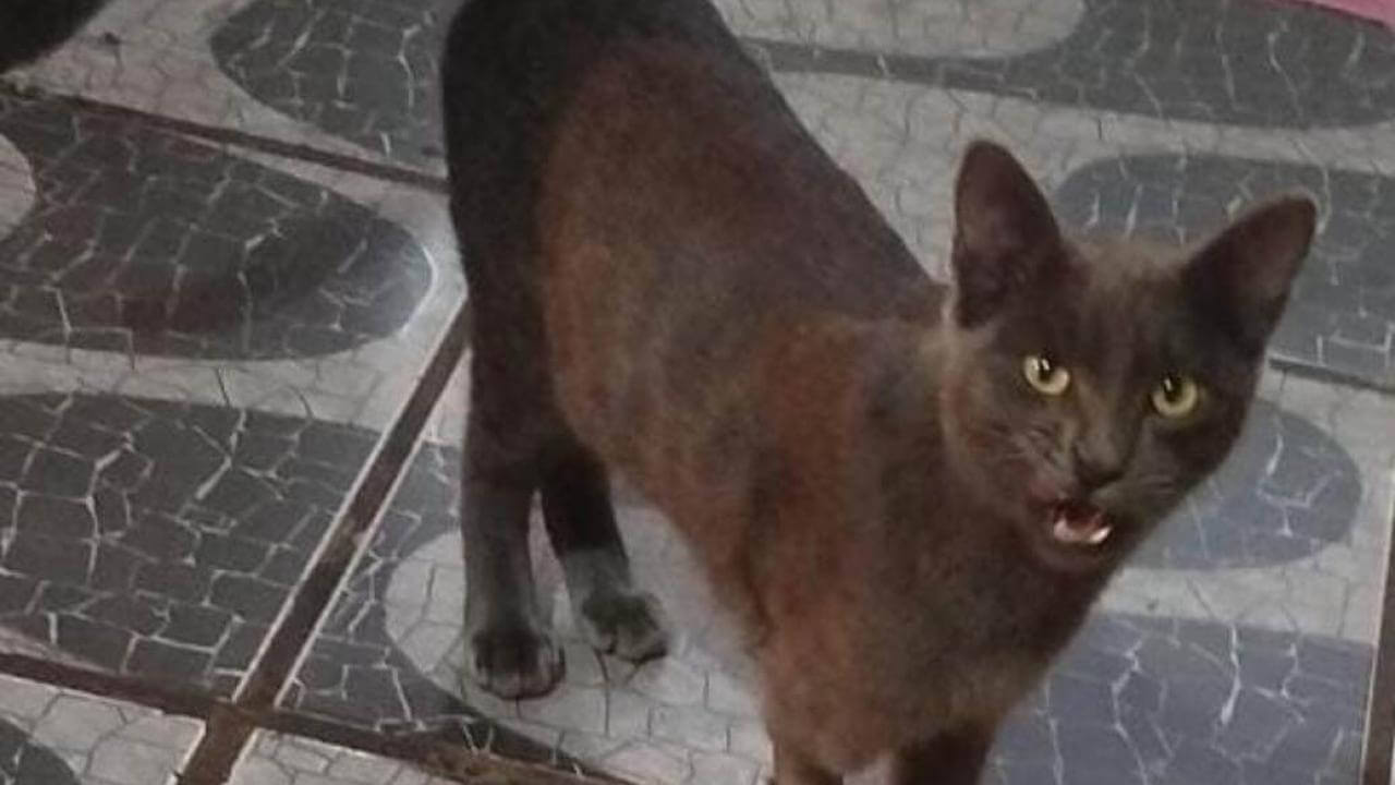 Gato Neguinho desapareceu no bairro Brasília