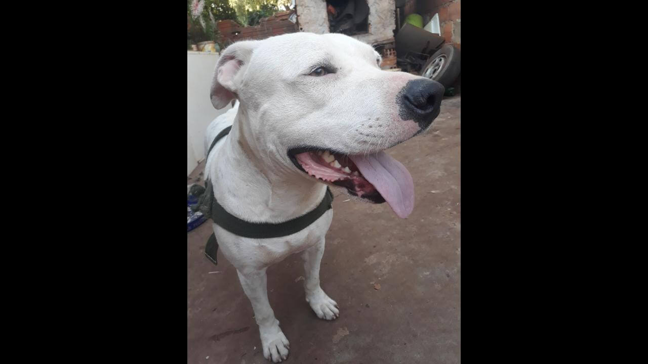 Cachorro Thor desapareceu no bairro Brasmadeira