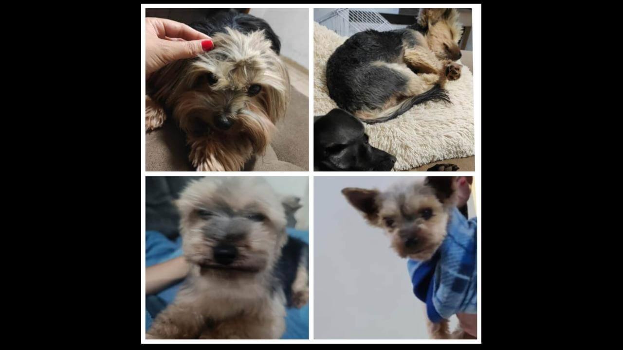 Cachorro Billy desapareceu no bairro Santo Onofre