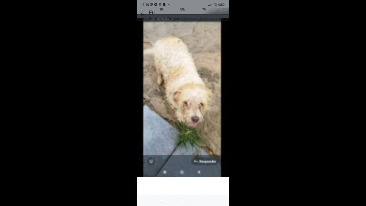 Cachorro Xuxu desapareceu no bairro Cancelli
