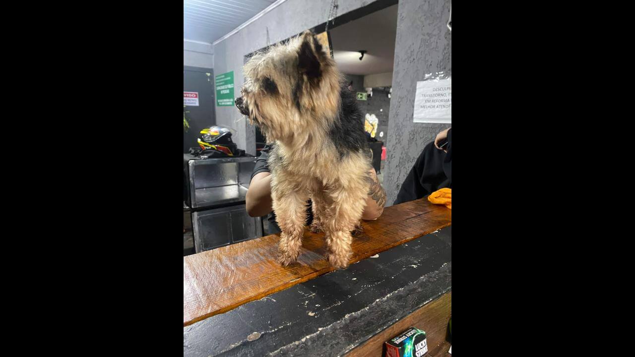 Cachorro é encontrado no bairro Santa Cruz