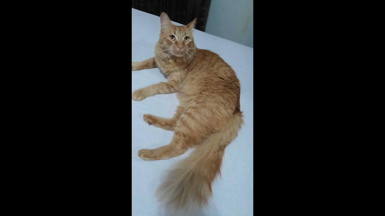 Gato Tom desapareceu no bairro Neva
