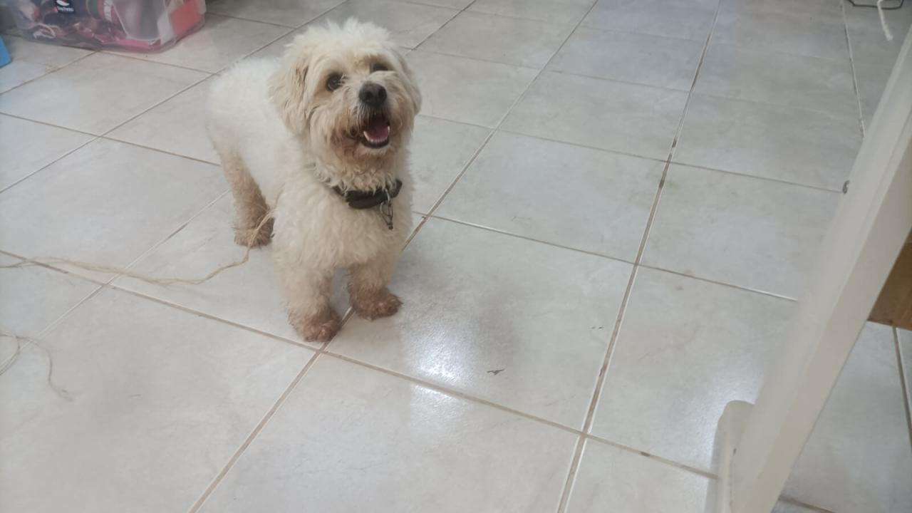Cachorro é encontrado no bairro Coqueiral