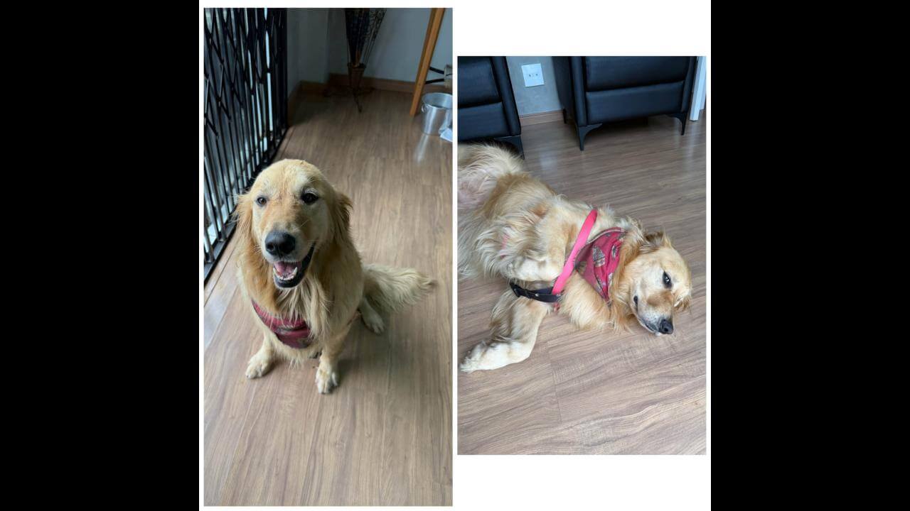 Cachorra é encontrada no bairro Centro Cachorra é encontrada no bairro Centro