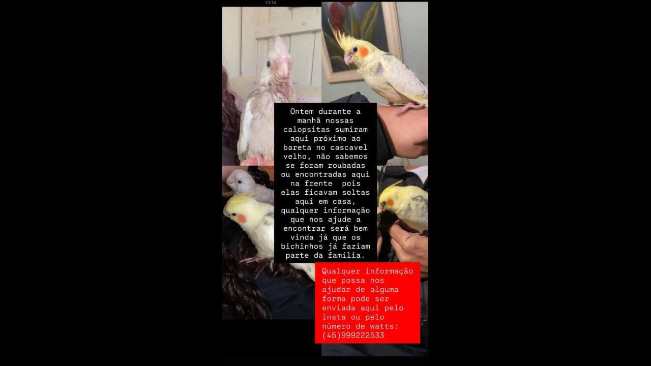 Calopsitas Didi e Dodo desapareceram no bairro Cascavel Velho