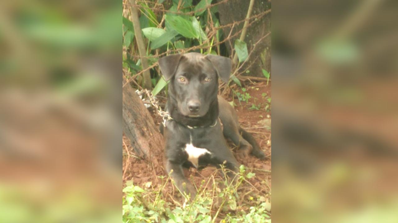 Cachorro é abandonado e amarrado em árvore no Tarumã Cachorro é abandonado e amarrado em árvore no Tarumã