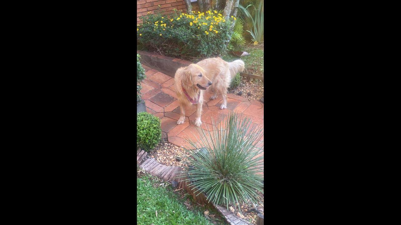 Cachorra Nala desapareceu no bairro Centro