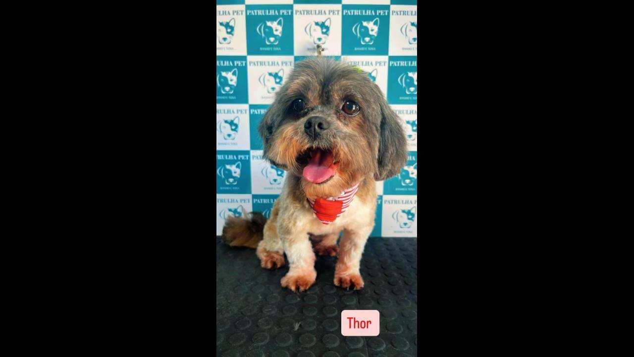 Cachorro Thor desapareceu no bairro Brasmadeira