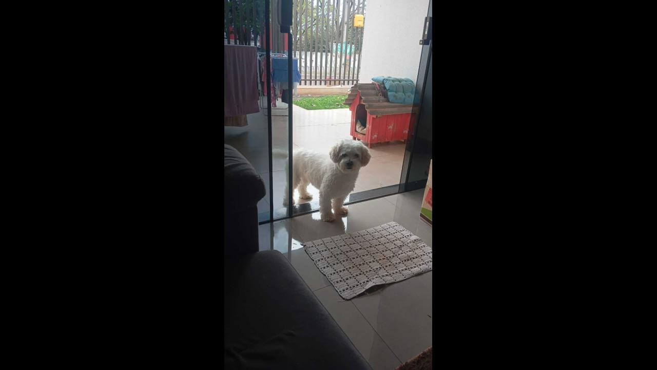 Cachorro Marley desapareceu no bairro Coqueiral