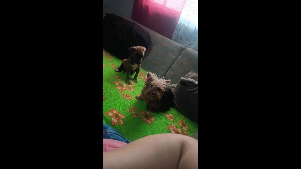 Cachorra Luna desapareceu no bairro Jardim Veredas