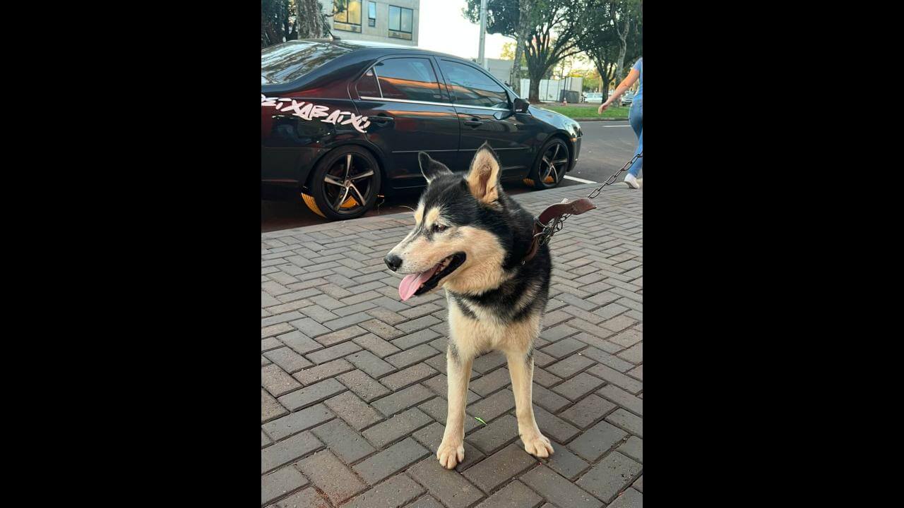 Cachorro é encontrado no bairro Centro
