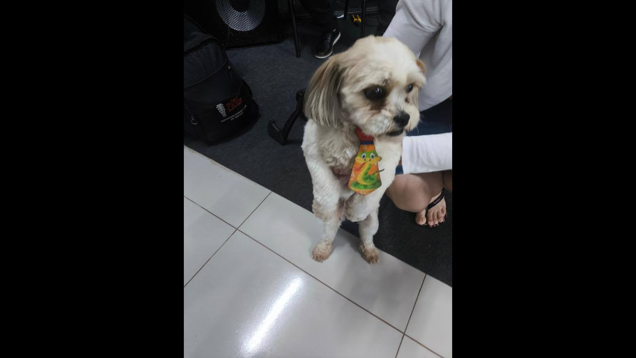 Cachorro é encontrado no bairro Brasmadeira