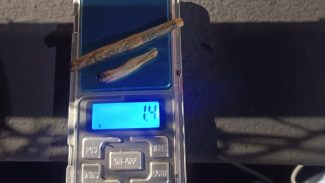 Forte cheiro entrega usuários e PM apreende maconha em quadra de esportes no Centro de Cascavel Forte cheiro entrega usuários e PM apreende maconha em quadra de esportes no Centro de Cascavel