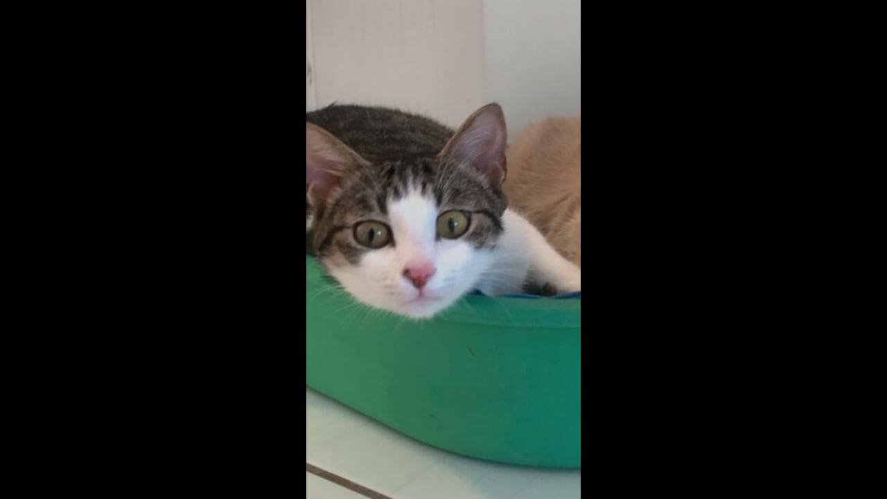 Gata é encontrada no bairro Centro
