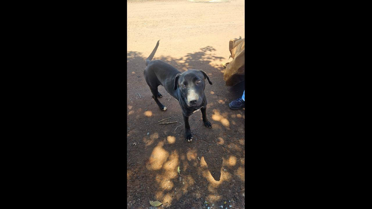 Cachorro é encontrado no bairro Tarumã
