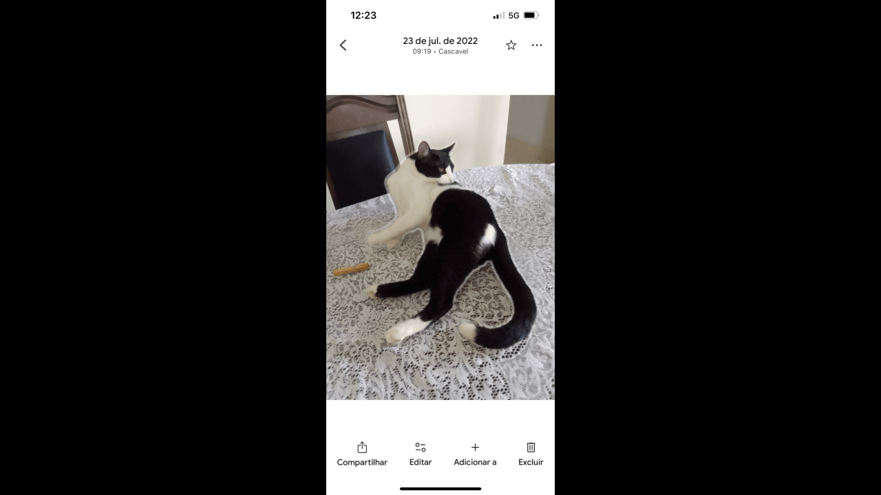 Gato Toy desapareceu no bairro Esmeralda