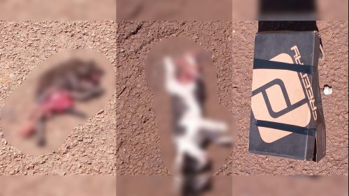 Imagem referente a Mistério na rua: gatos aparecem mortos ao lado de caixa lacrada no Periolo