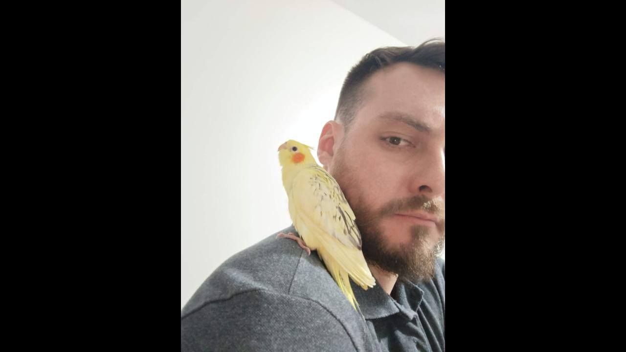 Calopsita é encontrada no bairro Coqueiral