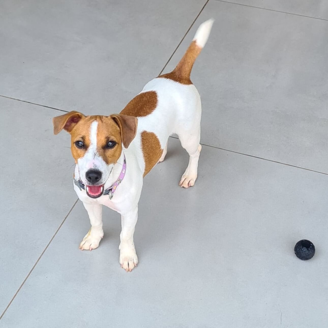 Cachorra Tequilla desapareceu no bairro Brasília Cachorra Tequilla desapareceu no bairro Brasília