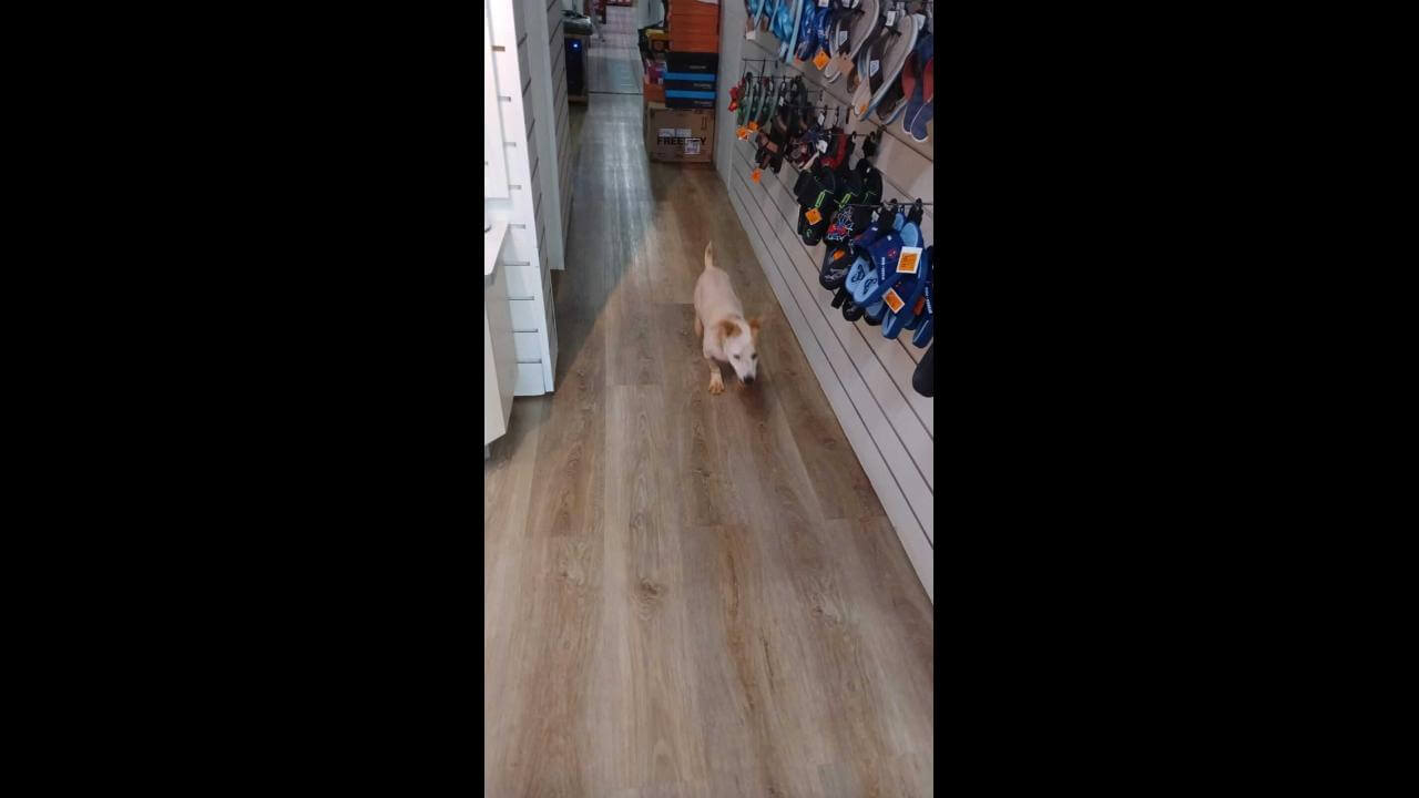 Cachorro é encontrado no bairro Centro