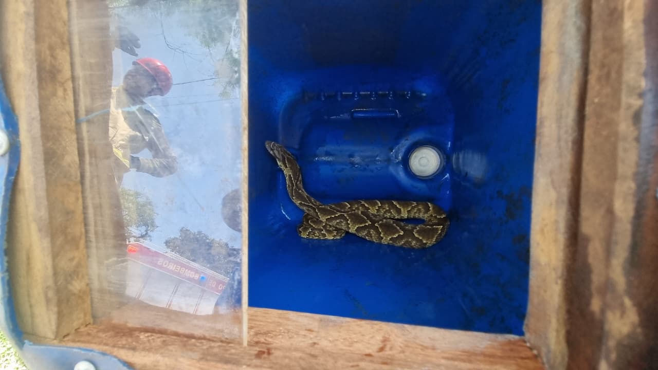 Moradora encontra cobra jararaca embaixo de carro no Cascavel Velho