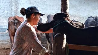 Mulheres rurais enfrentam informalidade e desigualdade no campo