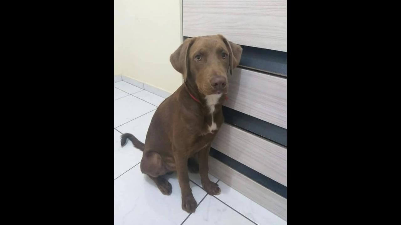Cachorro Zeus desapareceu no bairro Barcelona Cachorro Zeus desapareceu no bairro Barcelona