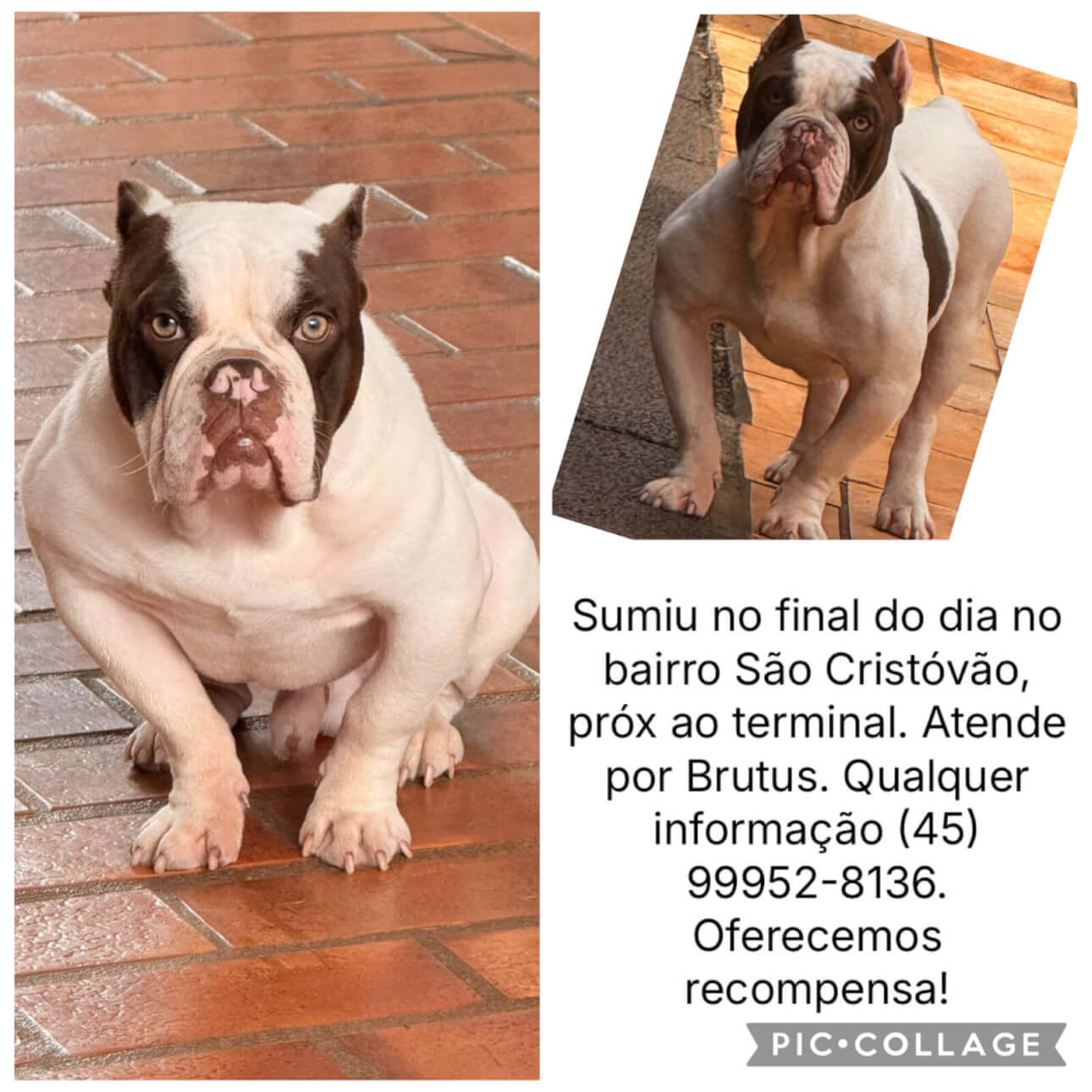 Cachorro Brutus desapareceu no bairro São Cristóvão Cachorro Brutus desapareceu no bairro São Cristóvão