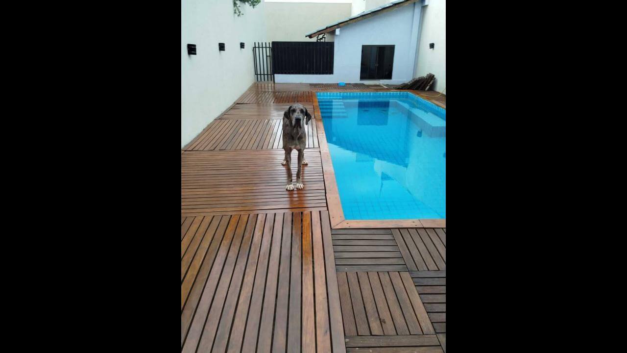 Cachorra Malu desapareceu no bairro Recanto Tropical Cachorra Malu desapareceu no bairro Recanto Tropical