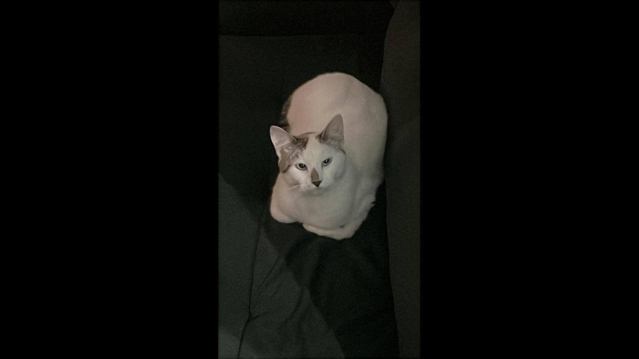 Gata Branquinha desapareceu no bairro Brasília