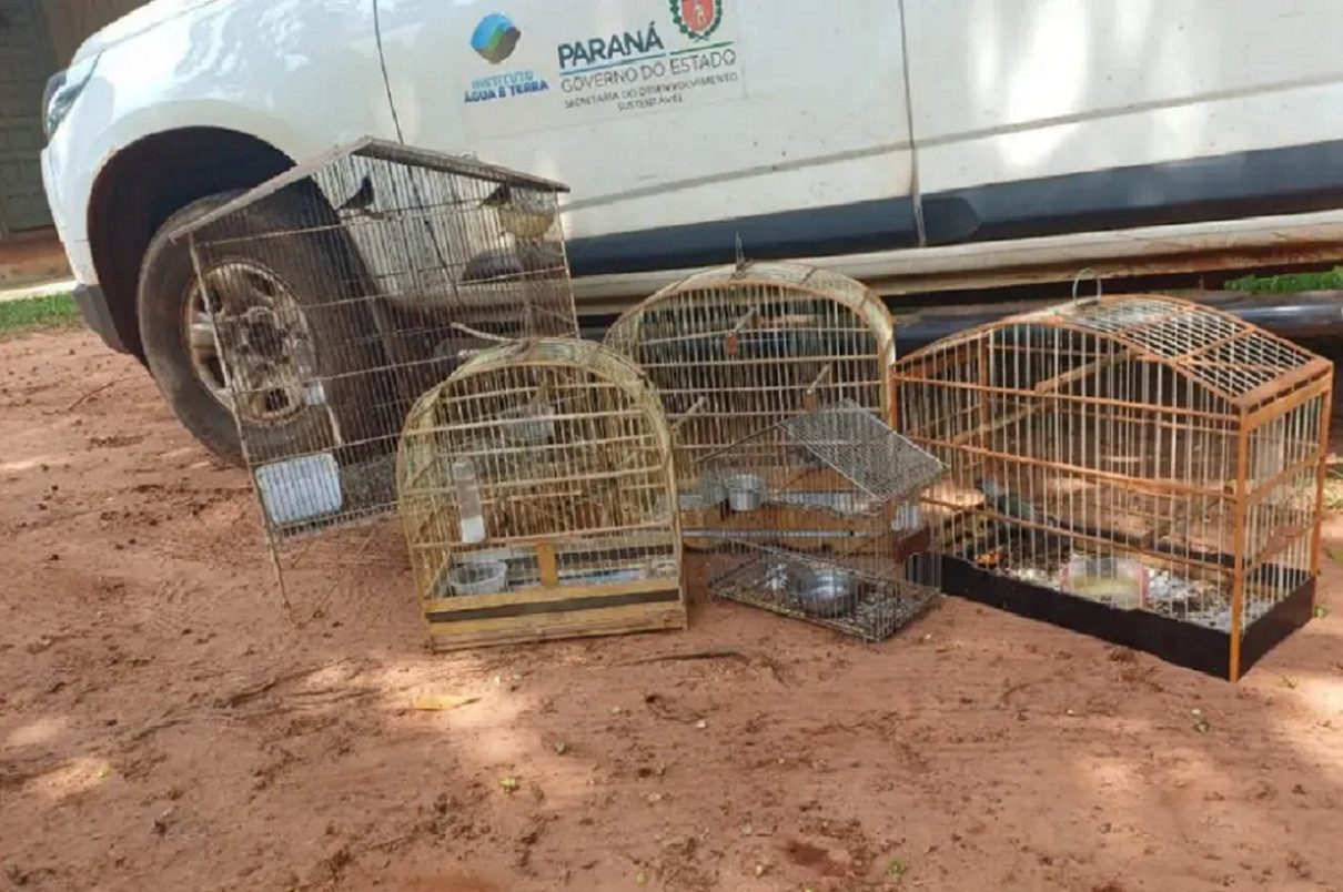 Seis aves silvestres mantidas em cativeiro são resgatadas no Paraná