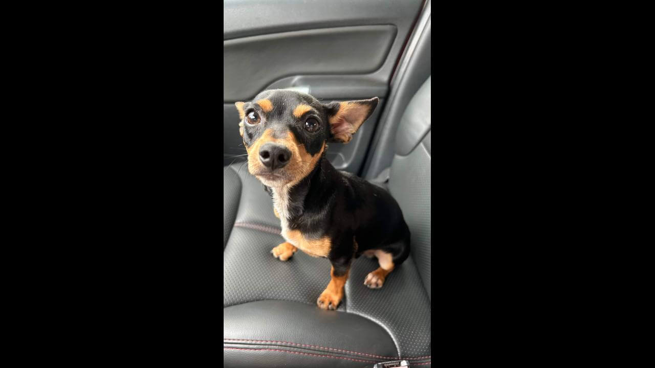 Cachorro é encontrado no bairro Santa Cruz