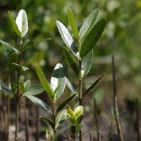 Programa Restaura Amazônia aprova 17 projetos em assentamentos Imagem referente a Programa Restaura Amazônia aprova 17 projetos em assentamentos