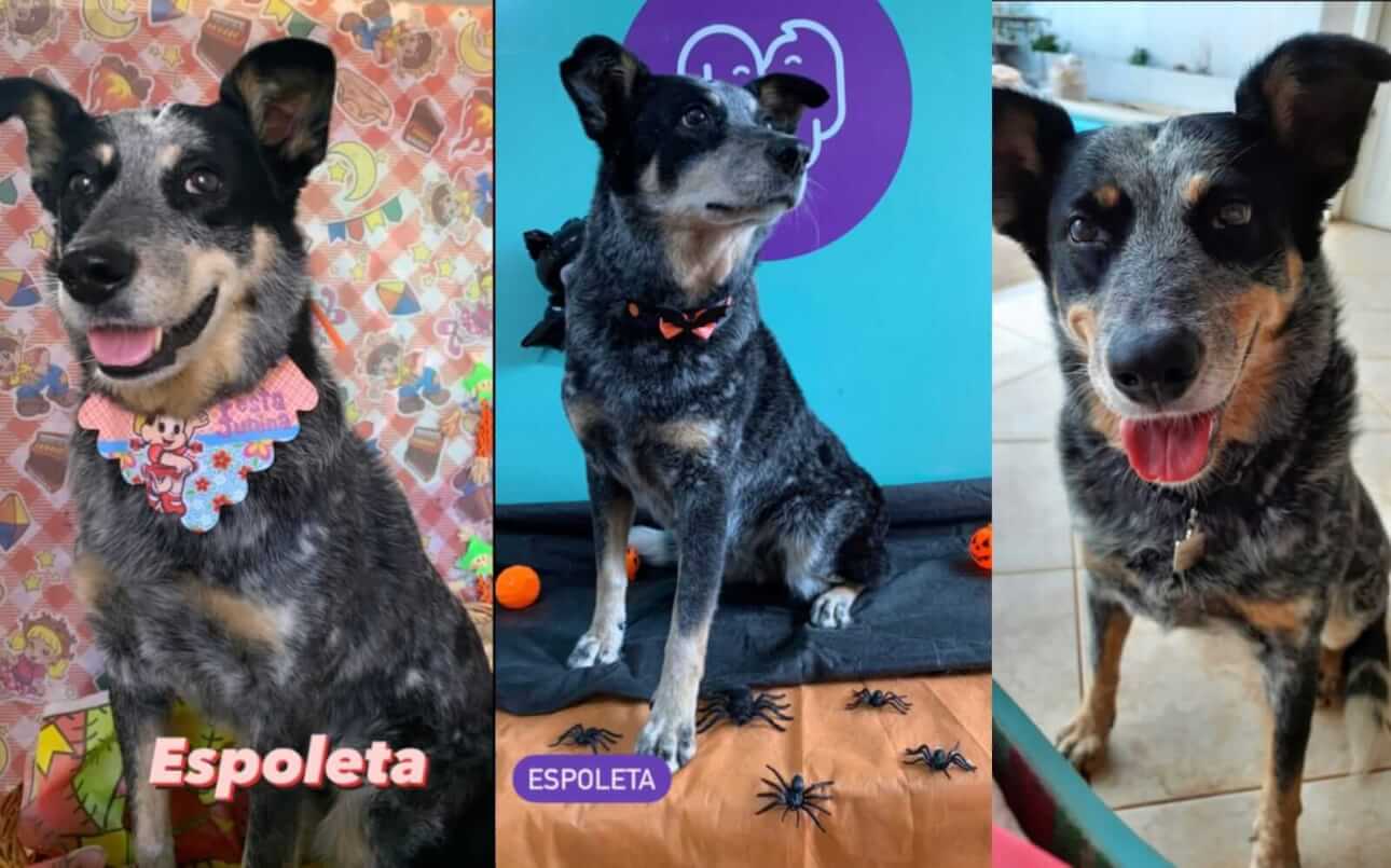 Cachorra Espoleta desapareceu no bairro Maria Luiza