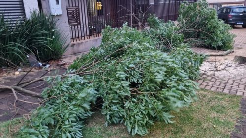 Queda de árvore é registrada na Rua Potiguaras, no Bairro Santo Onofre Imagem referente a Queda de árvore é registrada na Rua Potiguaras, no Bairro Santo Onofre
