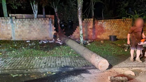 Queda de árvore destrói muro e interdita trecho da Rua Rui Barbosa em Cascavel Imagem referente a Queda de árvore destrói muro e interdita trecho da Rua Rui Barbosa em Cascavel