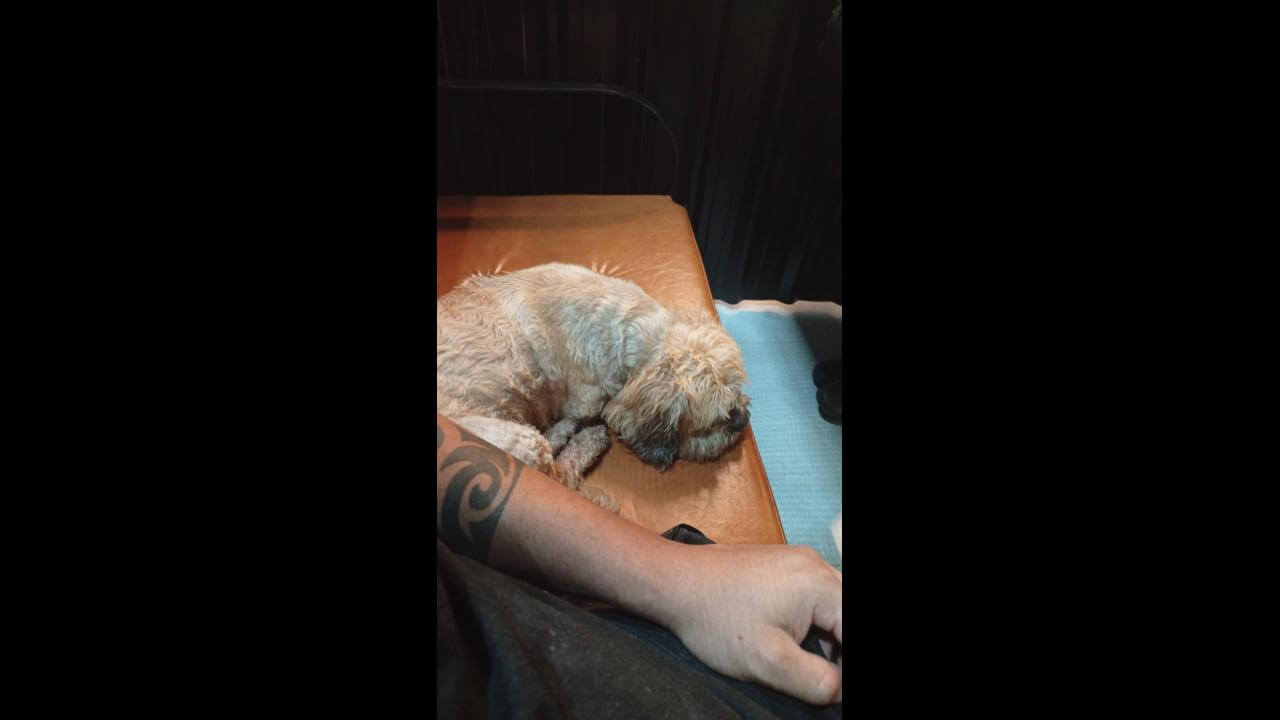Cachorro é encontrado no bairro Claudete