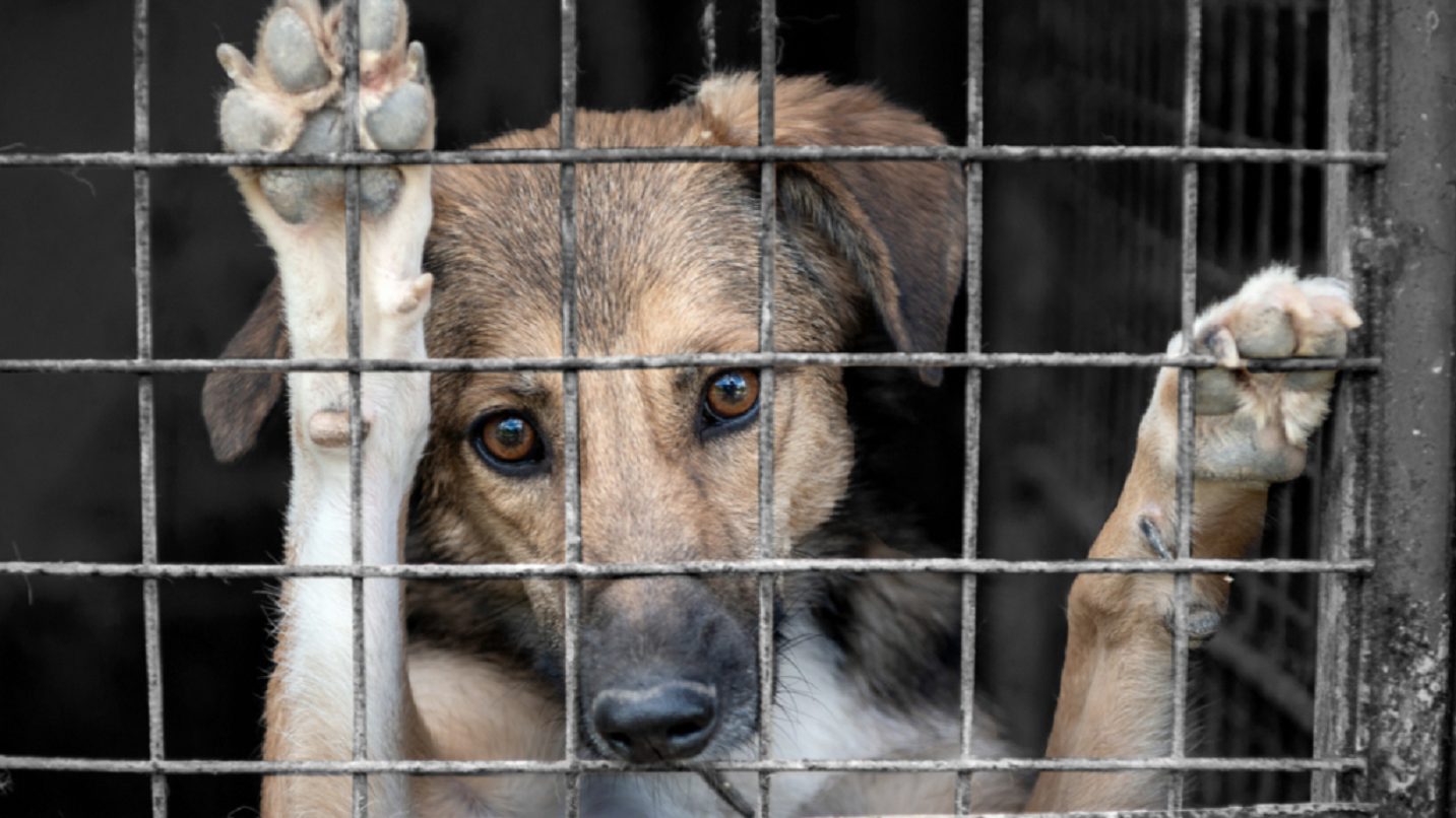 Cascavel cria programa para acolher animais maltratados em lares temporários