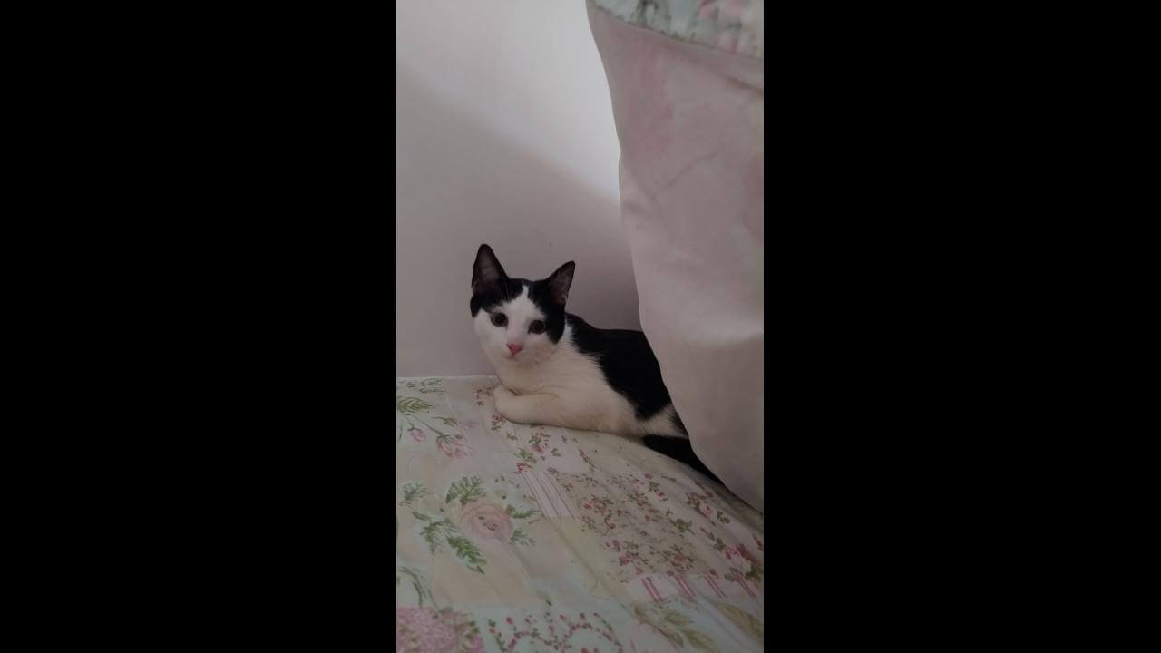 Gato é encontrado no bairro Centro